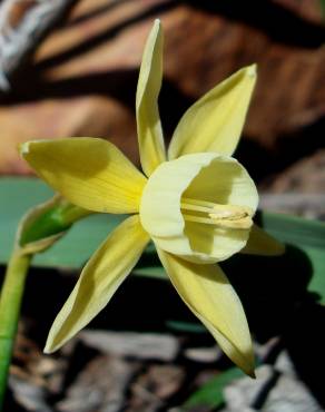 Fotografia 13 da espécie Narcissus triandrus no Jardim Botânico UTAD