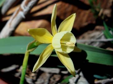 Fotografia da espécie Narcissus triandrus