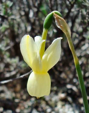 Fotografia 14 da espécie Narcissus triandrus no Jardim Botânico UTAD