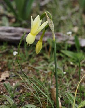 Fotografia 15 da espécie Narcissus triandrus no Jardim Botânico UTAD