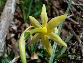 Fotografia da espécie Narcissus triandrus