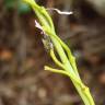 Fotografia 4 da espécie Sisymbrium crassifolium do Jardim Botânico UTAD