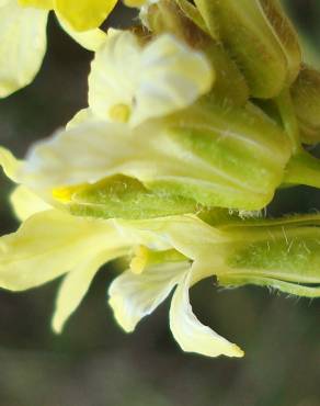 Fotografia 5 da espécie Sisymbrium crassifolium no Jardim Botânico UTAD