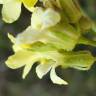 Fotografia 5 da espécie Sisymbrium crassifolium do Jardim Botânico UTAD