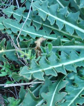 Fotografia 6 da espécie Sisymbrium crassifolium no Jardim Botânico UTAD