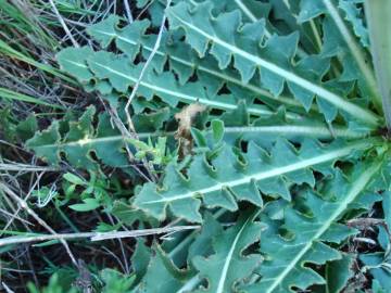 Fotografia da espécie Sisymbrium crassifolium