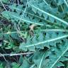 Fotografia 6 da espécie Sisymbrium crassifolium do Jardim Botânico UTAD