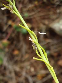 Fotografia da espécie Sisymbrium crassifolium