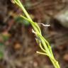 Fotografia 7 da espécie Sisymbrium crassifolium do Jardim Botânico UTAD