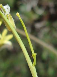 Fotografia da espécie Sisymbrium crassifolium