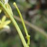 Fotografia 8 da espécie Sisymbrium crassifolium do Jardim Botânico UTAD