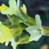 Fotografia 9 da espécie Sisymbrium crassifolium do Jardim Botânico UTAD