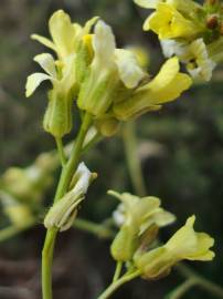 Fotografia da espécie Sisymbrium crassifolium