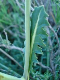 Fotografia da espécie Sisymbrium crassifolium