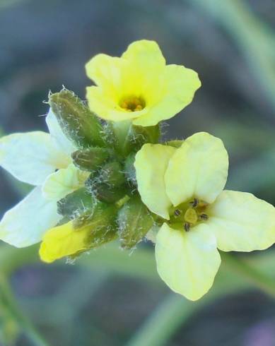 Fotografia de capa Sisymbrium crassifolium - do Jardim Botânico