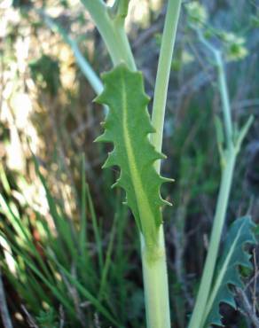 Fotografia 14 da espécie Sisymbrium crassifolium no Jardim Botânico UTAD