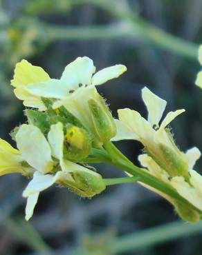 Fotografia 15 da espécie Sisymbrium crassifolium no Jardim Botânico UTAD