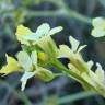 Fotografia 15 da espécie Sisymbrium crassifolium do Jardim Botânico UTAD