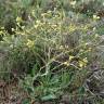 Fotografia 16 da espécie Sisymbrium crassifolium do Jardim Botânico UTAD