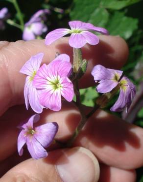 Fotografia 1 da espécie Malcolmia flexuosa no Jardim Botânico UTAD