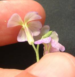 Fotografia da espécie Malcolmia flexuosa