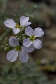 Fotografia da espécie Malcolmia flexuosa