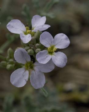 Fotografia 6 da espécie Malcolmia flexuosa no Jardim Botânico UTAD