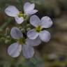 Fotografia 6 da espécie Malcolmia flexuosa do Jardim Botânico UTAD