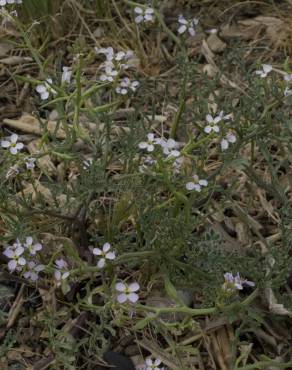 Fotografia 7 da espécie Malcolmia flexuosa no Jardim Botânico UTAD