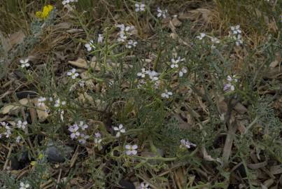 Fotografia da espécie Malcolmia flexuosa