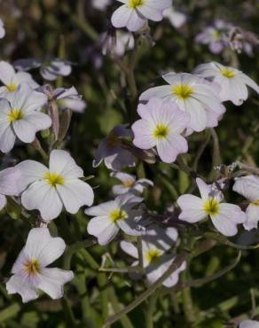 Fotografia 9 da espécie Malcolmia flexuosa no Jardim Botânico UTAD