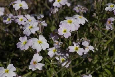 Fotografia da espécie Malcolmia flexuosa