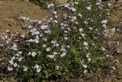 Fotografia da espécie Malcolmia flexuosa