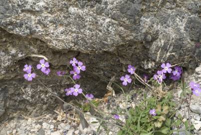 Fotografia da espécie Malcolmia flexuosa