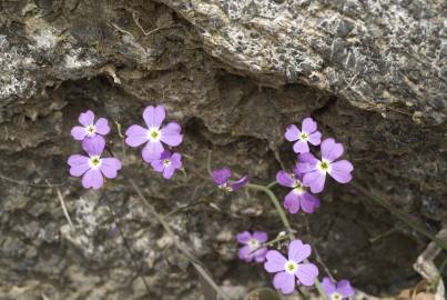 Fotografia da espécie Malcolmia flexuosa