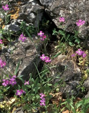 Fotografia 13 da espécie Malcolmia flexuosa no Jardim Botânico UTAD