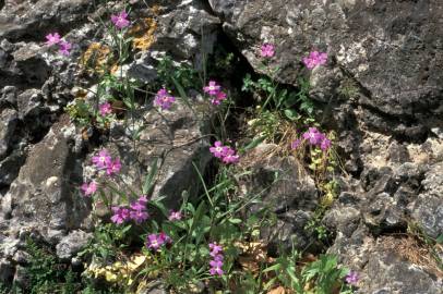 Fotografia da espécie Malcolmia flexuosa