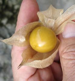 Fotografia da espécie Physalis peruviana