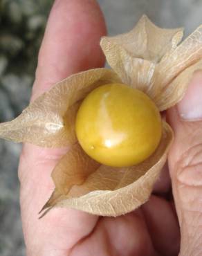 Fotografia 10 da espécie Physalis peruviana no Jardim Botânico UTAD