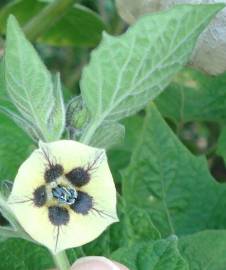 Fotografia da espécie Physalis peruviana