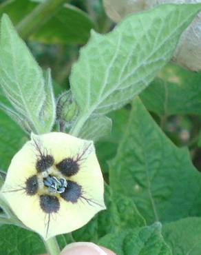 Fotografia 11 da espécie Physalis peruviana no Jardim Botânico UTAD