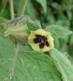 Fotografia da espécie Physalis peruviana