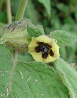 Fotografia 13 da espécie Physalis peruviana no Jardim Botânico UTAD