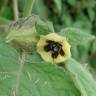 Fotografia 13 da espécie Physalis peruviana do Jardim Botânico UTAD