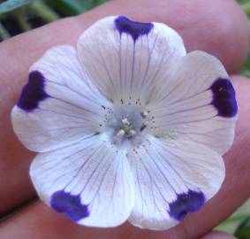 Fotografia da espécie Nemophila maculata