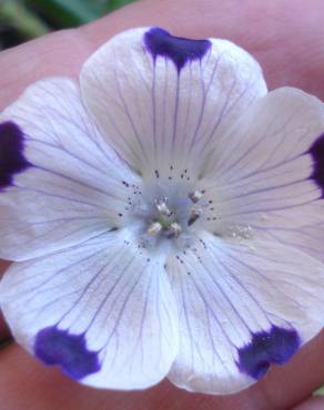 Fotografia 11 da espécie Nemophila maculata no Jardim Botânico UTAD