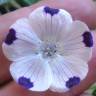 Fotografia 11 da espécie Nemophila maculata do Jardim Botânico UTAD