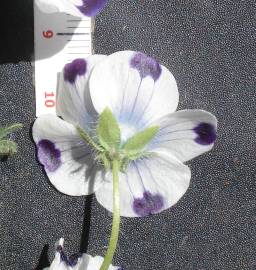 Fotografia da espécie Nemophila maculata