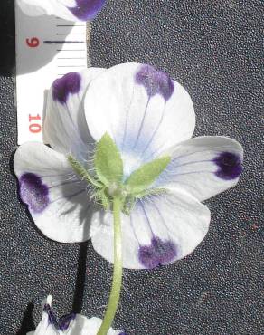 Fotografia 12 da espécie Nemophila maculata no Jardim Botânico UTAD