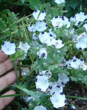 Fotografia 14 da espécie Nemophila maculata no Jardim Botânico UTAD